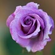 Dreamstime is the world`s largest stock photography community. Rosa Angel Face Rose Floribunda Rose Cluster Flower Rose Care Plant Varieties Pruning Advice