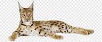 Destiny Bengals: #1 Bengal Cat Breeder in Florida