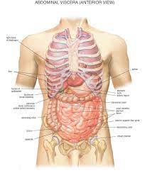 This is the currently selected item. Internal Organ Locations Koibana Info Anatomy Organs Human Body Organs Human Body Diagram