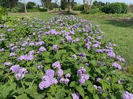 Image result for Heliotropium harareense