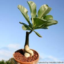 Image result for Adenium boehmianum