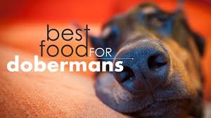 5 Best Dog Food For Dobermans Our Top Picks 2019