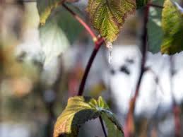 This usually takes a day or less. What Is Raspberry Leaf Curl Virus Treating Curled Leaves On Raspberries