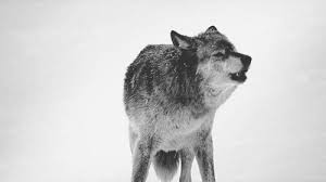 Find the best wolves wallpaper on wallpapertag. Dark Wolf Howling Gif