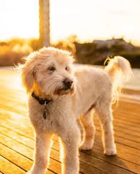 A mini goldendoodle dog is a hybrid cross of a golden retriever or goldendoodle mom and a miniature poodle dad. 15 Things You Should Know Before Getting A Mini Goldendoodle Your Dog Advisor