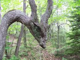 Dragon Found This Tree On The Trail To Skinny Dip Falls Pisgah Forest Nc Weird Trees Unique Trees Forest Creatures