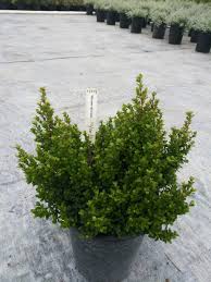 Image result for Myrsine africana