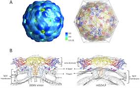 Upload date nov 20, 2013. An Epitope Resurfaced Virus Like Particle Can Induce Broad Neutralizing Antibody Against Four Serotypes Of Dengue Virus Biorxiv