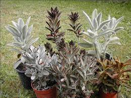 Kalanchoe Tomentosa Kalanchoe Tomentosa Planting Succulents Succulents