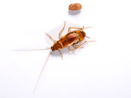 Brown Banded Cockroaches Control How To Get Rid Of Pests