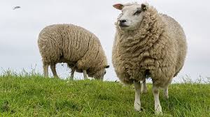 Afbeeldingsresultaat voor schapen