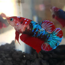 Female Hmpk Red Galaxy Koi Betta Fish Credit To Vilovecupang On Instagram As The Owner Of This Photo Koi Betta Betta Fish Betta Fish Types