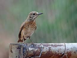 Image result for Morinda angolensis