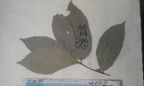 Image result for Lasiodiscus pervillei