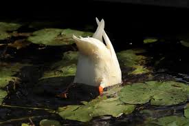 Enten im garten zu halten ist gar keine abwegige idee vorausgesetzt sie haben ausreichend platz. Enten Vertreiben 5 Wirksame Methoden Wenn Enten Im Teich Auftauchen