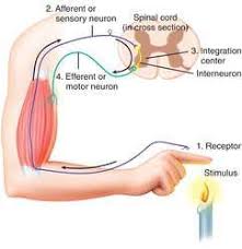 Reflex Arc Definition Of Reflex Arc By Medical Dictionary Human Anatomy And Physiology Medical Knowledge Biology Lessons