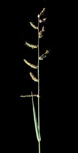 Image result for Echinochloa brevipedicellata