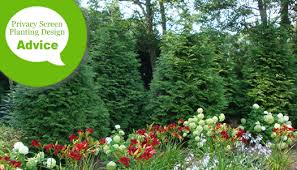 Study sight lines to determine height and width factors. Privacy Screen Planting Design Tips From Wilson Bros Gardens