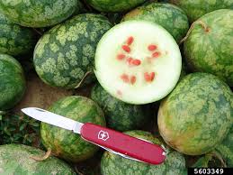 Image result for Citrullus lanatus