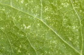 And spider mites love elephant ear plants, a type of which is the alocasia elephant ear. Spider Mites Can Infest Your Houseplants Colonial Pest Control