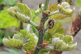 Image result for Calepitrimerus vitis