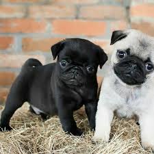 Black And Tan Pug Puppies Pin By Marli On Adorable Baby Animals In 2020 Baby Pugs Black Pug Puppies Pug Puppies
