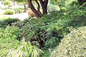 Davisiae), occurring in eastern asia and western and eastern north america. A Guide To Northeastern Gardening This Month In The Garden Shade Loving Evergreen Leucothoe For Your Garden
