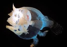 131800715 371n Jpg 550 390 Weird Sea Creatures Deep Sea Creatures Sea Fish