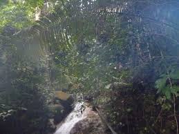Check spelling or type a new query. Forest Research Institute Malaysia Frim Kepong Mapio Net