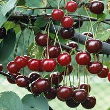 Check spelling or type a new query. Buy Morello Cherry Dwarf Gisele Online Crj Fruit Trees Nursery Uk