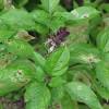You have the common pests like aphids and whiteflies. Https Encrypted Tbn0 Gstatic Com Images Q Tbn And9gcrmzntqsmkqodeddxftslczctwqkkziq Ptswsejcjqjp2uh Iu Usqp Cau