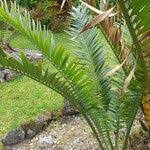 Image result for Encephalartos aplanatus
