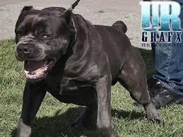 The cane corso is a large and impressive looking guard dog, but can he also make a loving family pet? Cane Corso Puppies Available For Sale In San Jose California Classified Americanlisted Com
