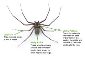 What are the signs of a brown recluse spider bite? Brown Recluse Spider Bites Comanche County Memorial Hospital