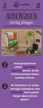 Aubergine Anbauen Tipps Vom Experten Plantura Auberginen Pflanzen Auberginenpflanze Auberginen