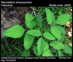 Image result for Macroptilium atropurpureum