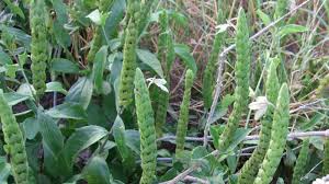 Image result for Ecbolium hastatum