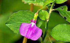 Image result for Faroa pusilla