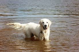 maple best dogs cute dogs golden dog