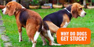 Why Do Dogs Get Stuck An Explanation On How Dogs Mate