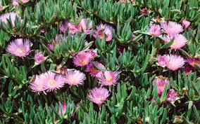 Image result for Carpobrotus
