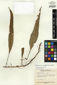 Image result for Loxogramme