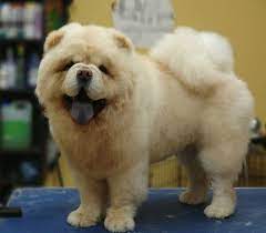 Pin On Chow Chow