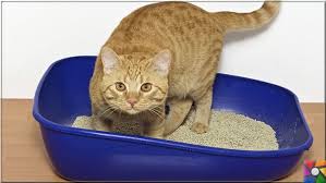 Merhaba evdeki rutubet ,nem koku ve küf den kurtulmanın en ucuz ve basit yöntemi. Akilli Telefon Suya Dustugunde Yada Islandiginda Neler Yapilmali