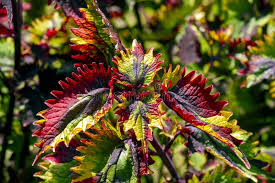 Image result for Coleus rhodesianum