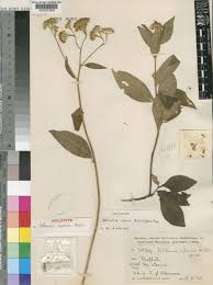 Image result for Bothriocline moramballae