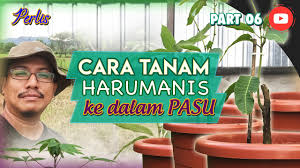 Jangan terlalu excited sampaikan habis tanah di dalam pasu terkeluar dek siraman kita itu. Cara Menanam Pokok Mangga Dalam Pasu Pot Harumanis Perlis Youtube