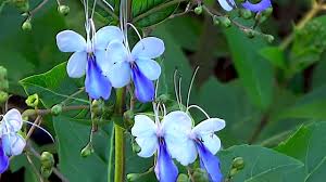 Image result for Rotheca teaguei