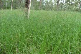 Image result for Digitaria seriata
