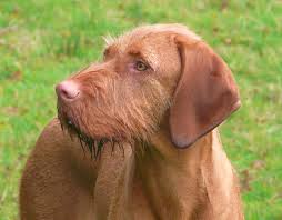 The coat is an attractive russet to golden sand in color. Meet Our Dogs Belatarr Hungarian Wirehaired Vizsla